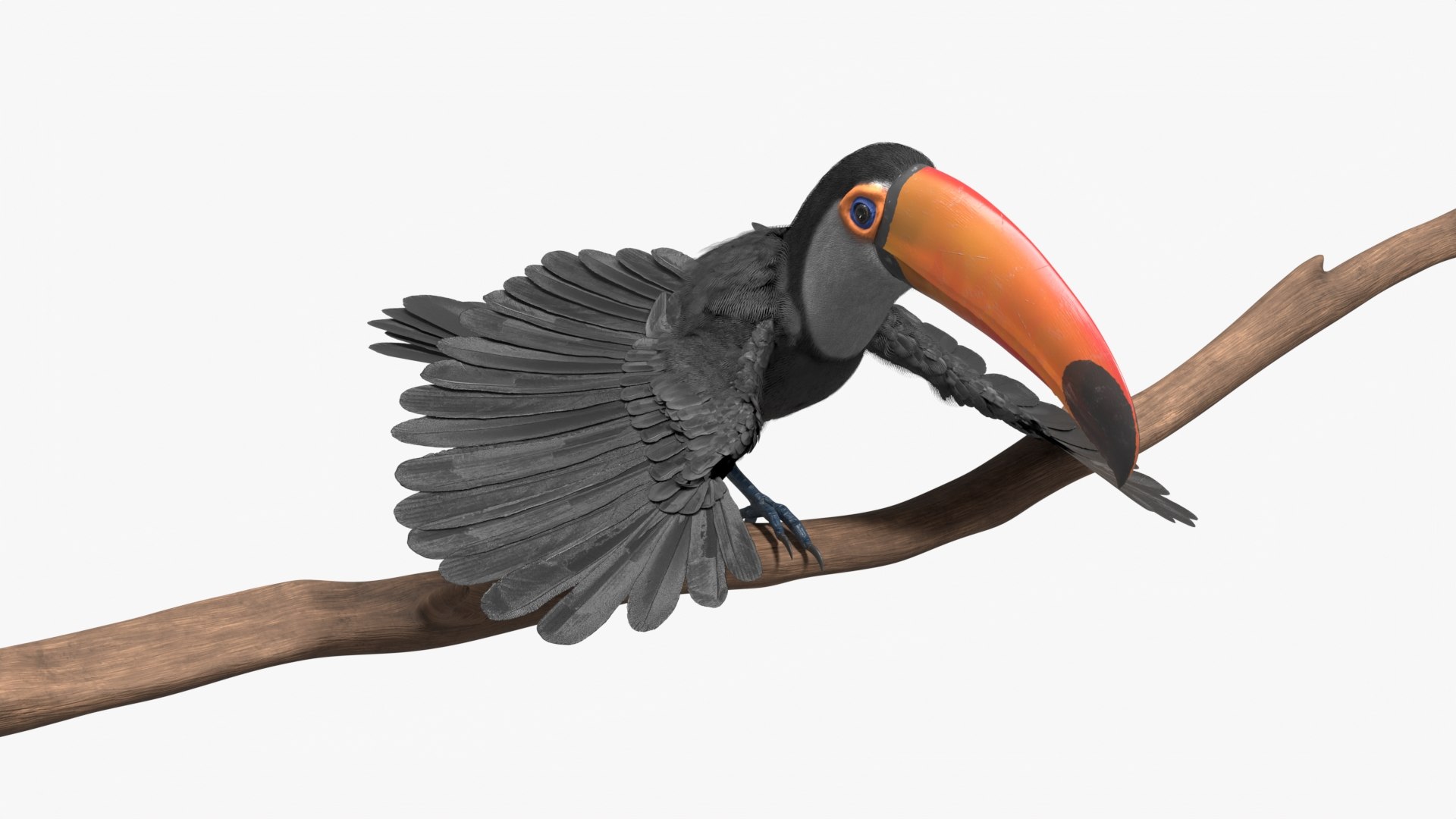 3D Tropical Toco Toucan Animated Fur Rigged For Blender model https://p.turbosquid.com/ts-thumb/21/S4nTIp/oz/tropical_toco_toucan_animated_fur_rigged_for_blender_007/jpg/1766150285/1920x1080/fit_q87/bb50e9c0d8b46a3b5edf265184ffd7e02ed9a6be/tropical_toco_toucan_animated_fur_rigged_for_blender_007.jpg