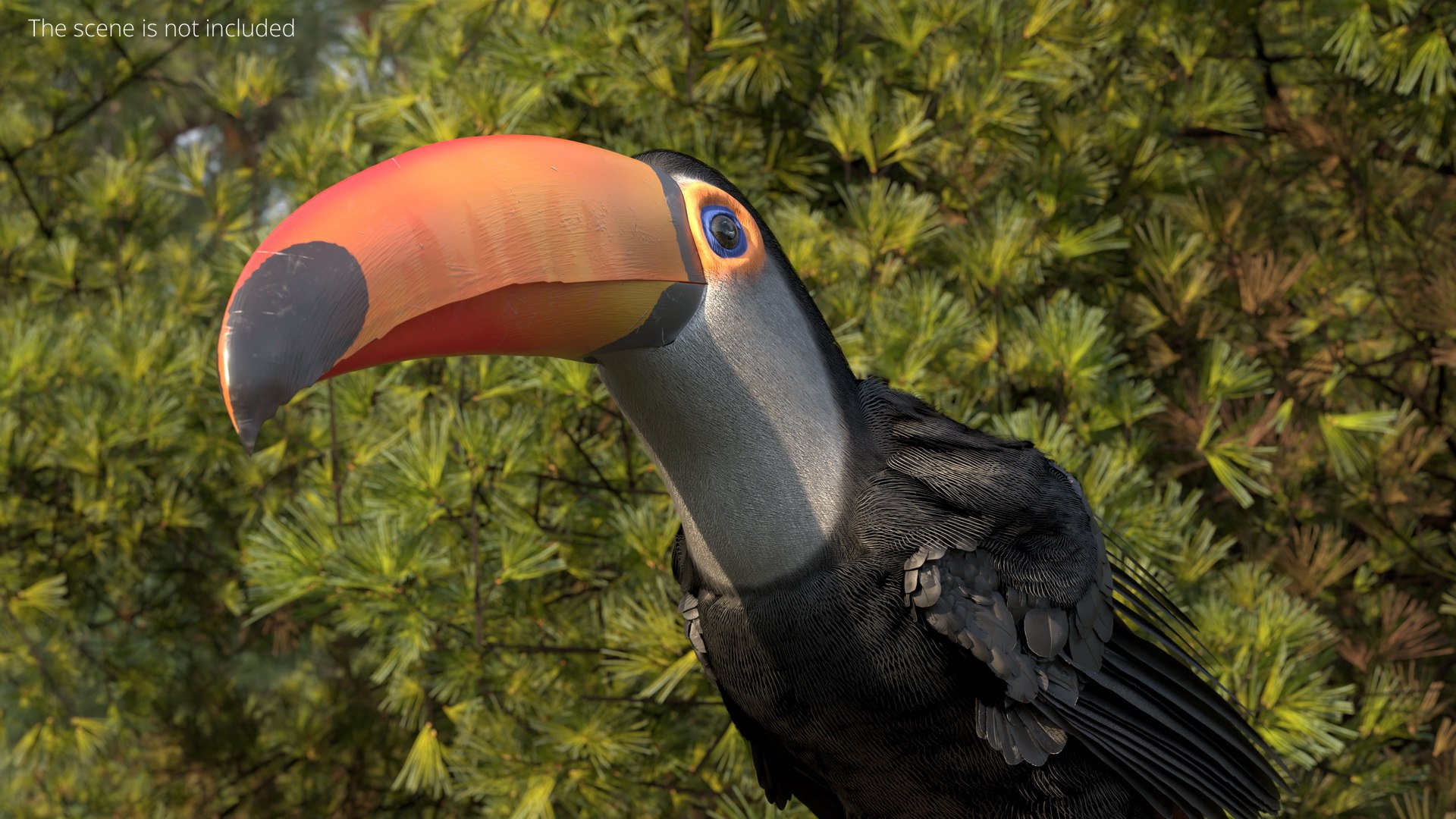 3D Tropical Toco Toucan Animated Fur Rigged For Blender model https://p.turbosquid.com/ts-thumb/21/S4nTIp/qF/tropical_toco_toucan_animated_fur_rigged_for_blender_004/jpg/1766150275/1920x1080/fit_q87/5e4df986e8bbff4221cea9a9f8003ca13061c38e/tropical_toco_toucan_animated_fur_rigged_for_blender_004.jpg
