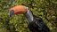 Tropical Toco Toucan Animated Fur Rigged For Blender