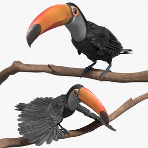 Tropical Toco Toucan Animated Fur Rigged For Blender