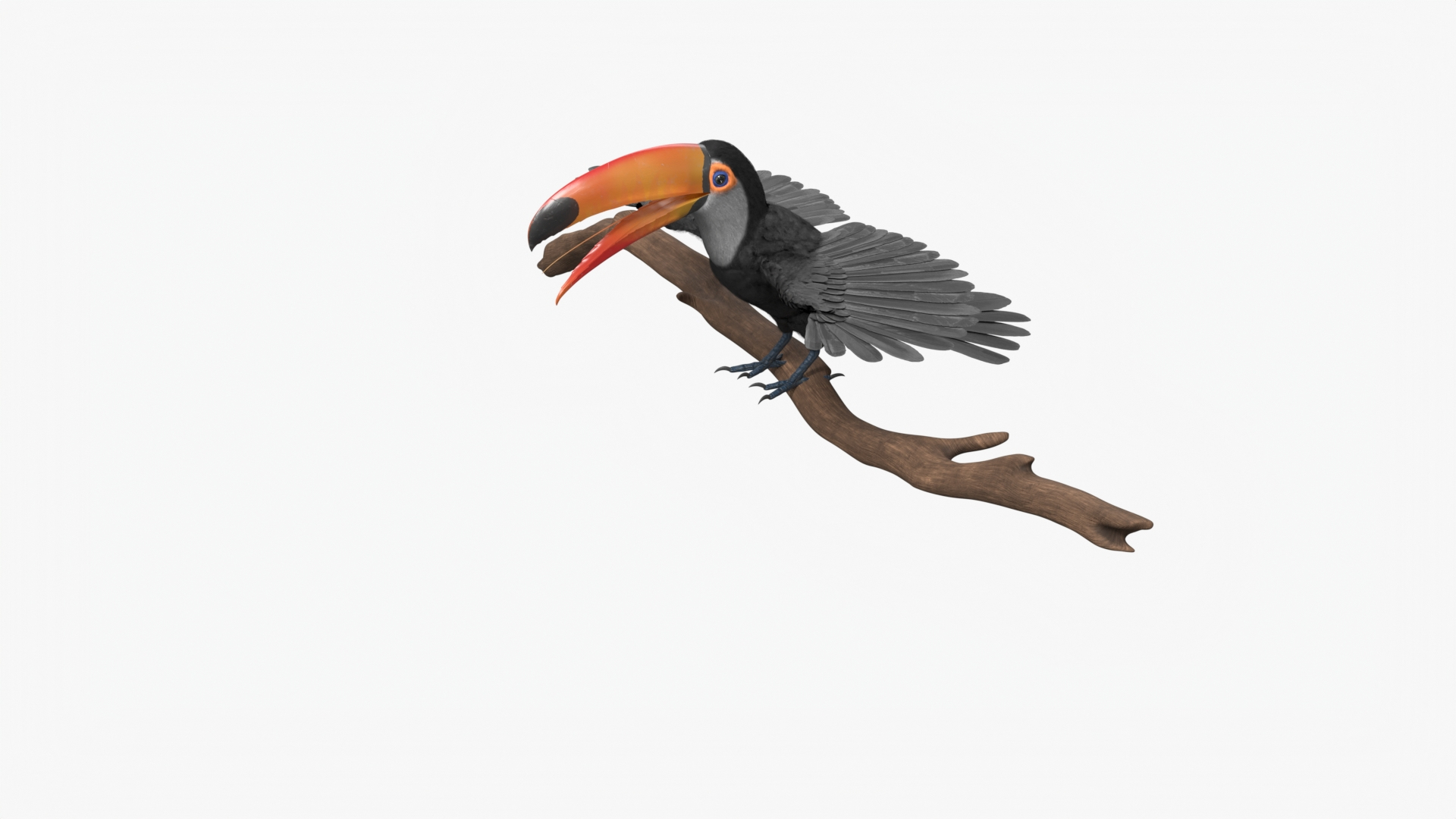 3D Tropical Toco Toucan Animated Fur Rigged For Blender model https://p.turbosquid.com/ts-thumb/21/S4nTIp/xJ/tropical_toco_toucan_animated_fur_rigged_for_blender_360/jpg/1766150113/1920x1080/turn_fit_q99/988fc5778a94658965af9916d660486274c6484e/tropical_toco_toucan_animated_fur_rigged_for_blender_360-1.jpg