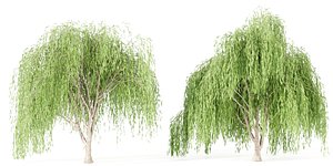 3D willow trees collection vol 40-Blender model