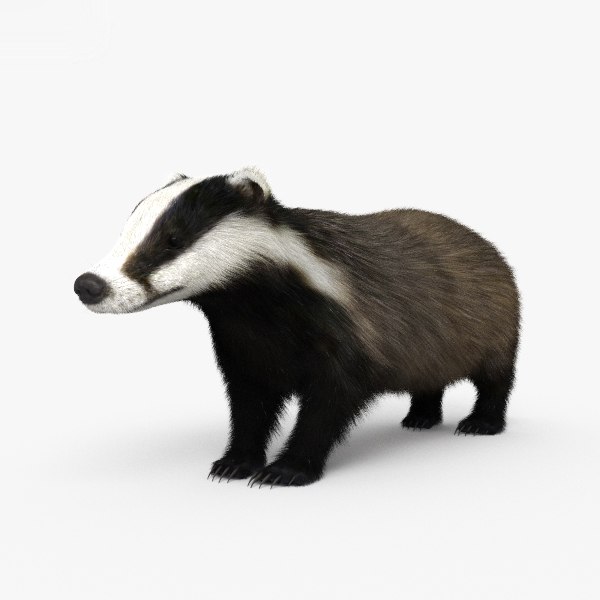 Badger mammal animal 3D model - TurboSquid 1480884