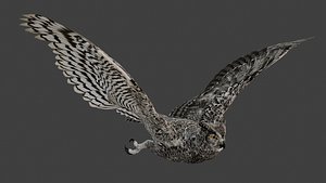 Great horned owl