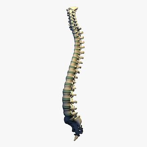 spine mapping 3d model