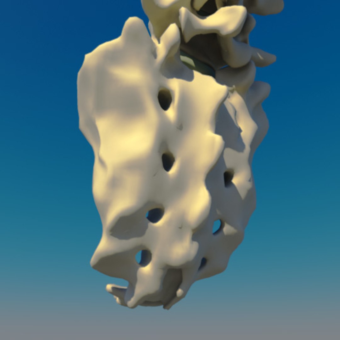 Spine Mapping 3d Model