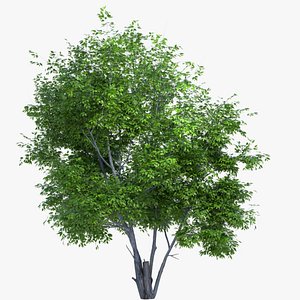 3D Alee Chinese Elm Tree Summer Tree