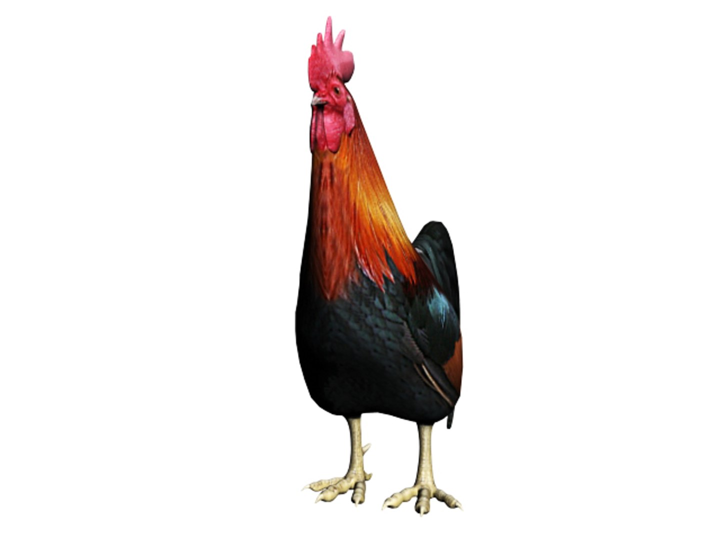 rooster 3d model https://p.turbosquid.com/ts-thumb/21/lE2CSi/4XLFvPcU/4/jpg/1349612481/1920x1080/fit_q87/0f4fa35f499423220215569690da4a4da0fbb048/4.jpg