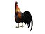 Coq