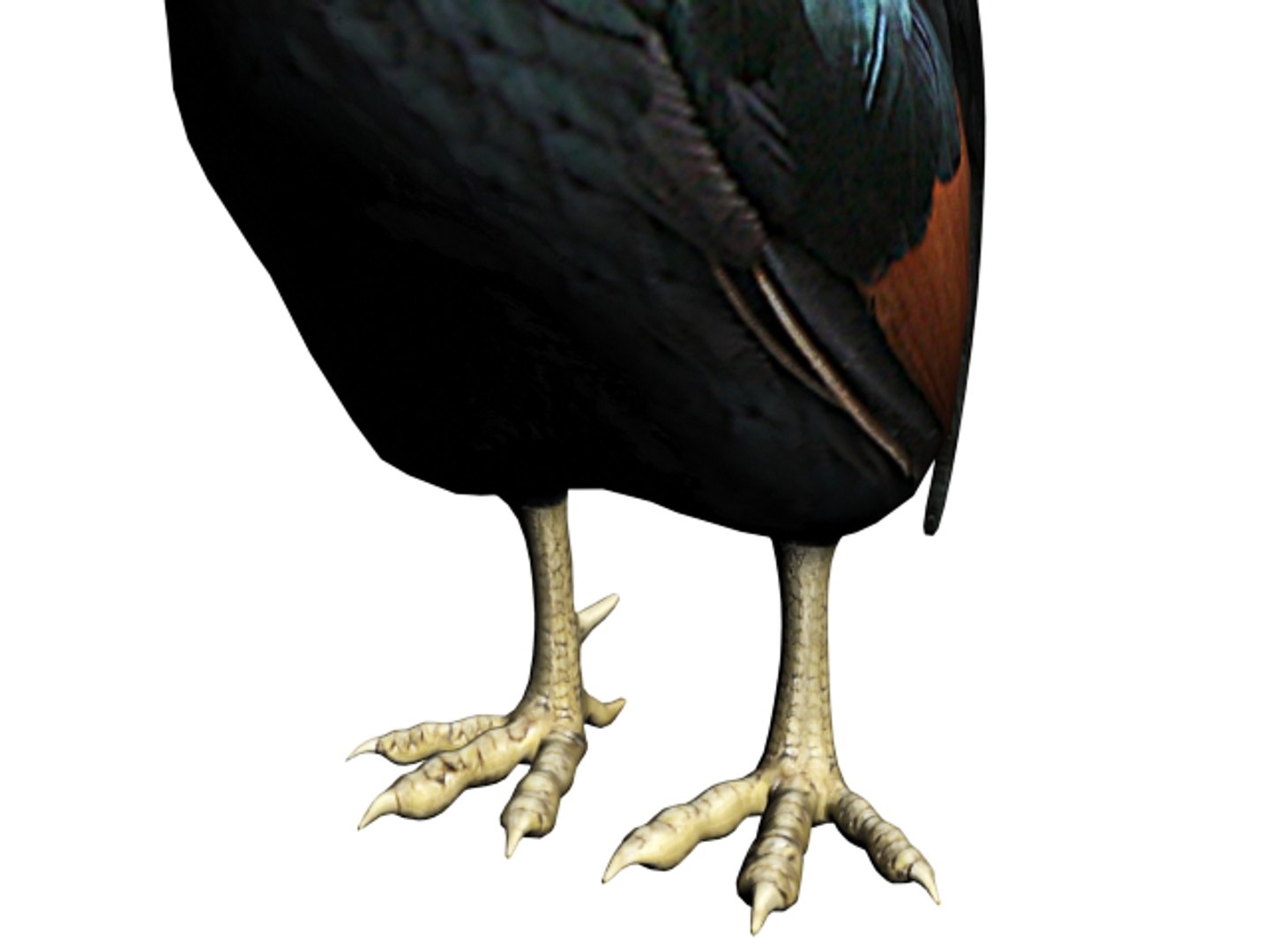 rooster 3d model https://p.turbosquid.com/ts-thumb/21/lE2CSi/lj8gCTiG/7/jpg/1349612481/1920x1080/fit_q87/38f016b771bd5eaafa0ba3c5f169e4e43b6d469e/7.jpg