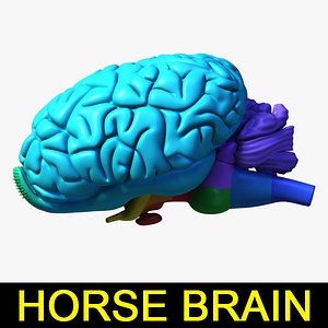 3d horse brain model