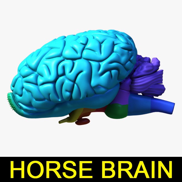 3d horse brain model
