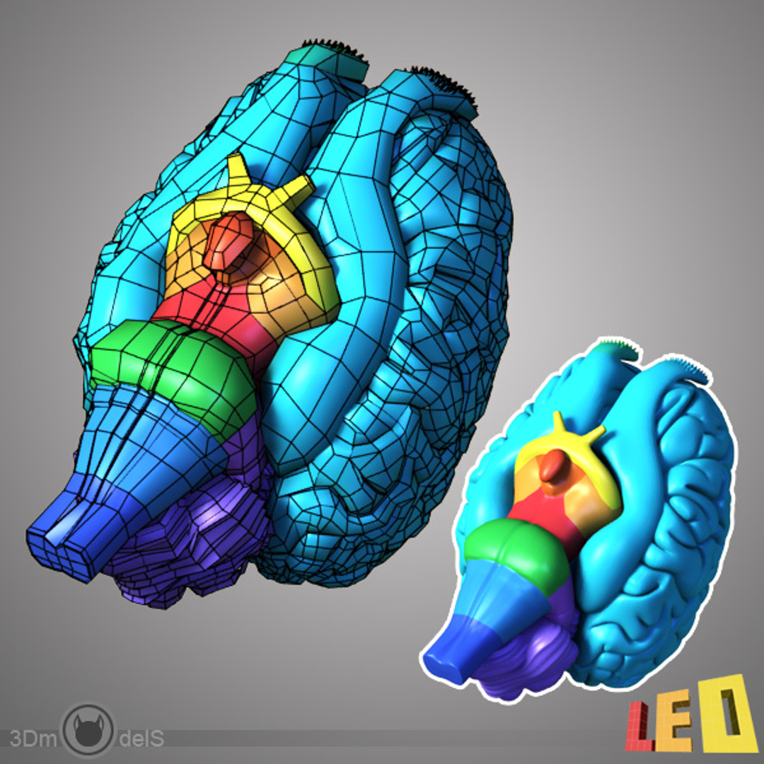 3d horse brain model