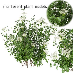Collection plant vol 308 - bush - hydrangea - leaf - cinema 4d -3dmax - blender model