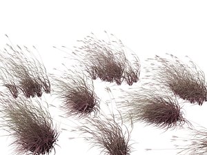 Andropogon gerardii - Big bluestem grass 02