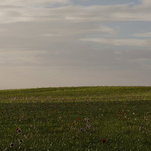 Hills and Wildflowers 3D