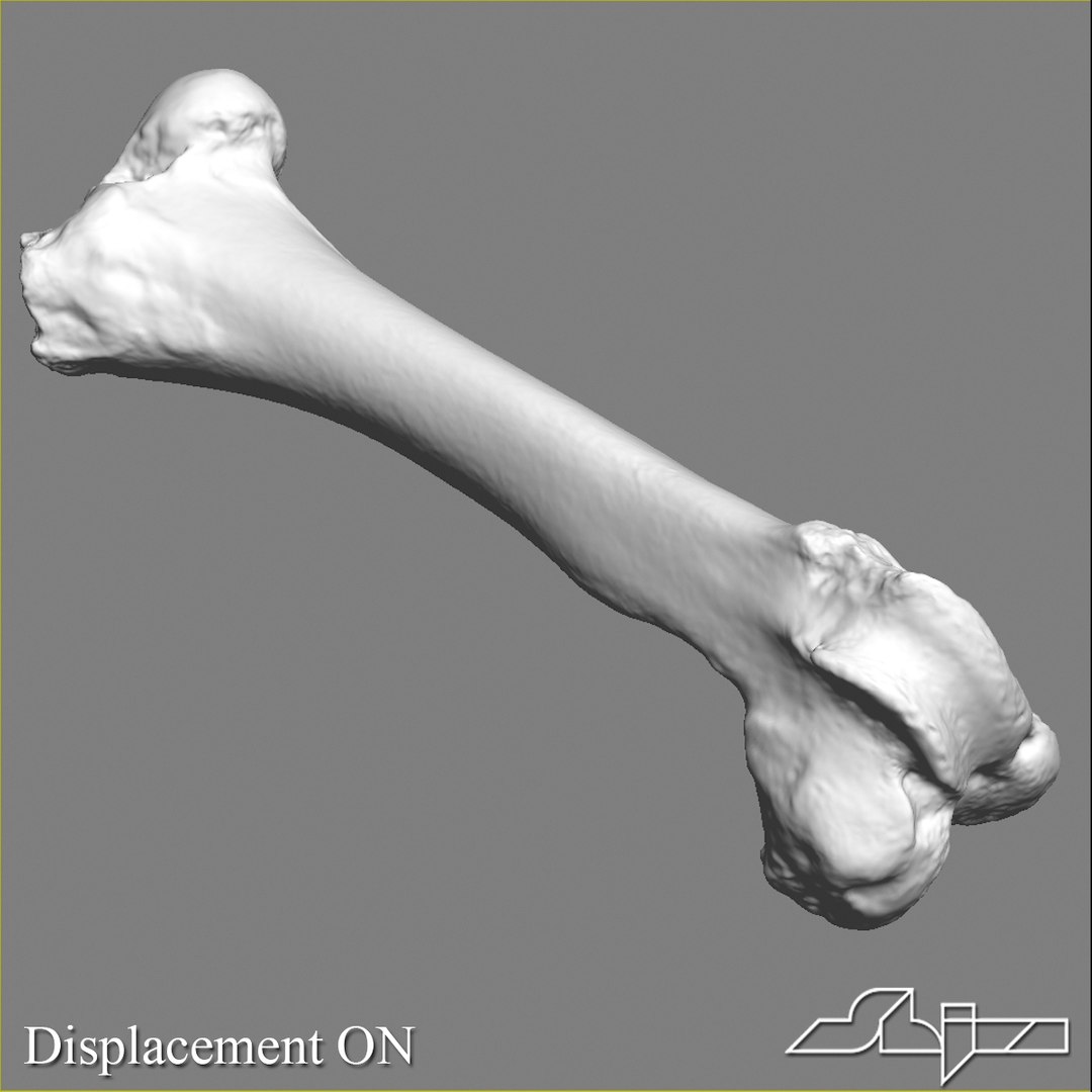 Bull Femur Bone 3ds