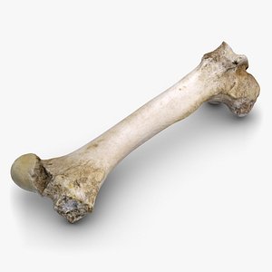 Bull Femur Bone