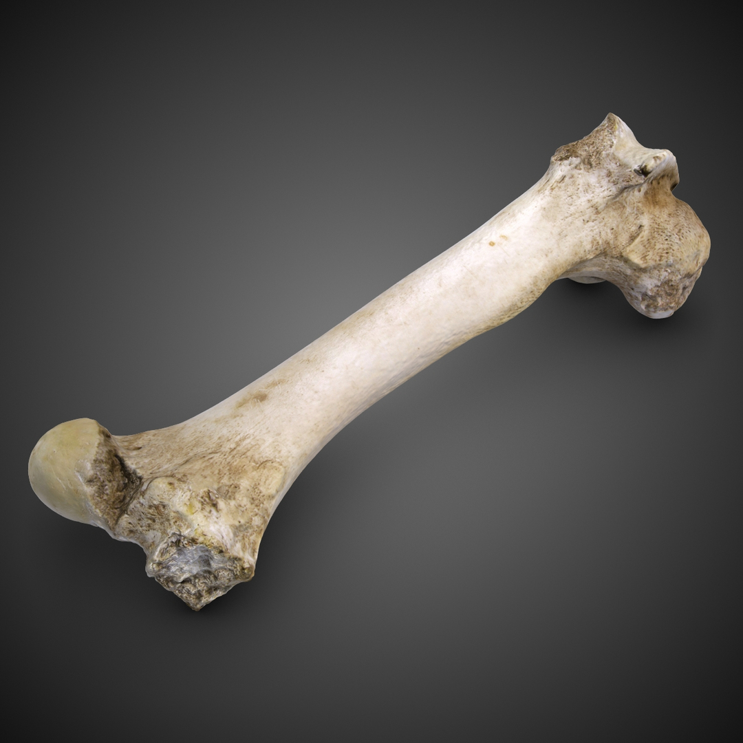 Кости. Бедренная кость 3д. Шоровы кости. Бедренная кость динозавра.