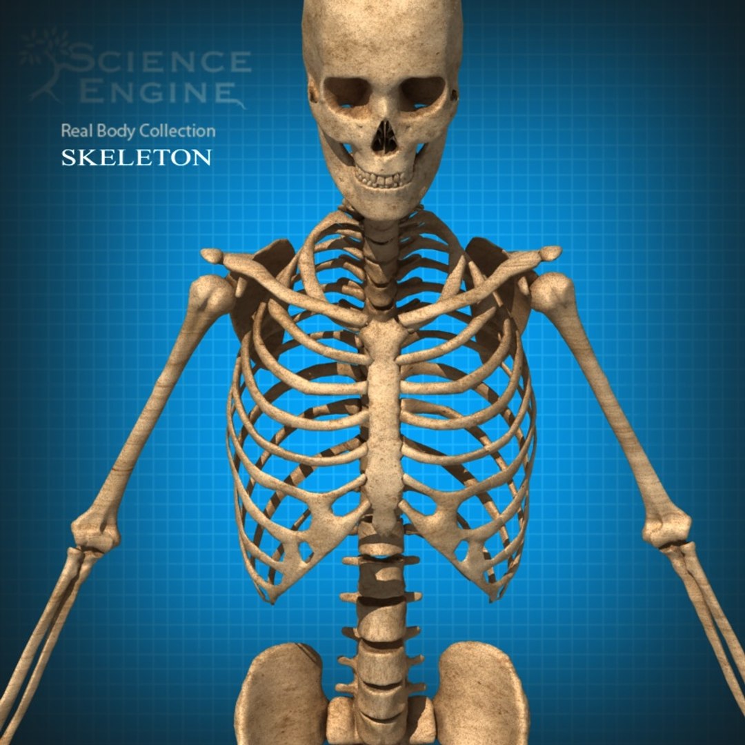 Maya Skeleton