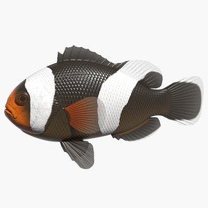saddleback clownfish 3d 3ds