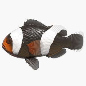 Saddleback clownfish