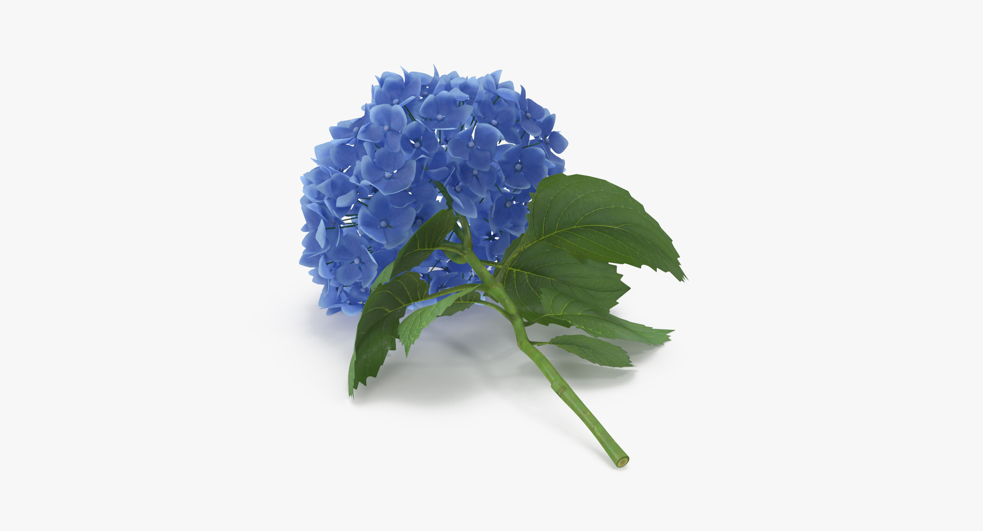 flowers 02 - 149 3D model https://p.turbosquid.com/ts-thumb/22/Fukx41/KZSdO7tW/0000/jpg/1564583255/1920x1080/turn_fit_q99/de6876bea05f4b1062aa59e2516f80690c2ebc2d/0000-1.jpg