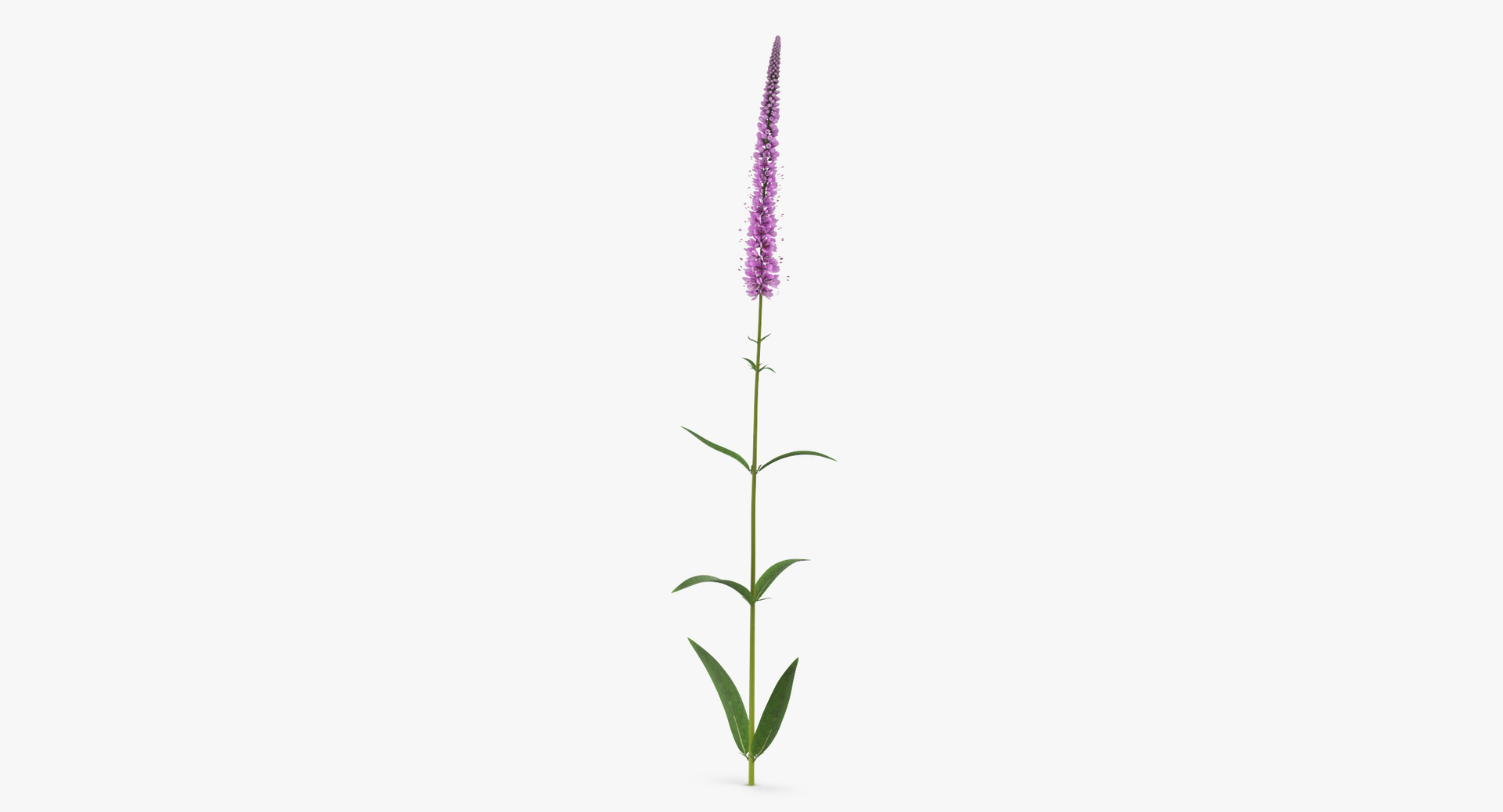 flowers 02 - 149 3D model https://p.turbosquid.com/ts-thumb/22/Fukx41/WuYeC8x9/0000/jpg/1566206409/1920x1080/turn_fit_q99/a2a2d3623765de6c4b176ea3568f531bcfa3d200/0000-1.jpg