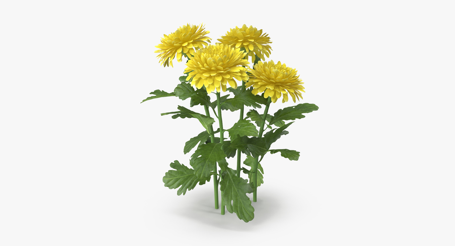 flowers 02 - 149 3D model https://p.turbosquid.com/ts-thumb/22/Fukx41/Z1mEf6oL/0000/jpg/1564586221/1920x1080/turn_fit_q99/d0cd8fd3cd355ab247e62d5ebd02c77b7db56d91/0000-1.jpg