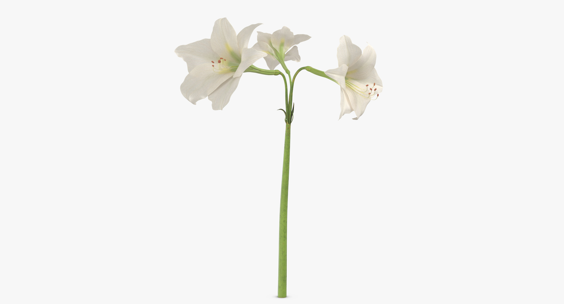 flowers 02 - 149 3D model https://p.turbosquid.com/ts-thumb/22/Fukx41/cfb2FP22/0000/jpg/1564584494/1920x1080/turn_fit_q99/64e86821ebd7256cdc6de5b1752c58d6b02e3736/0000-1.jpg
