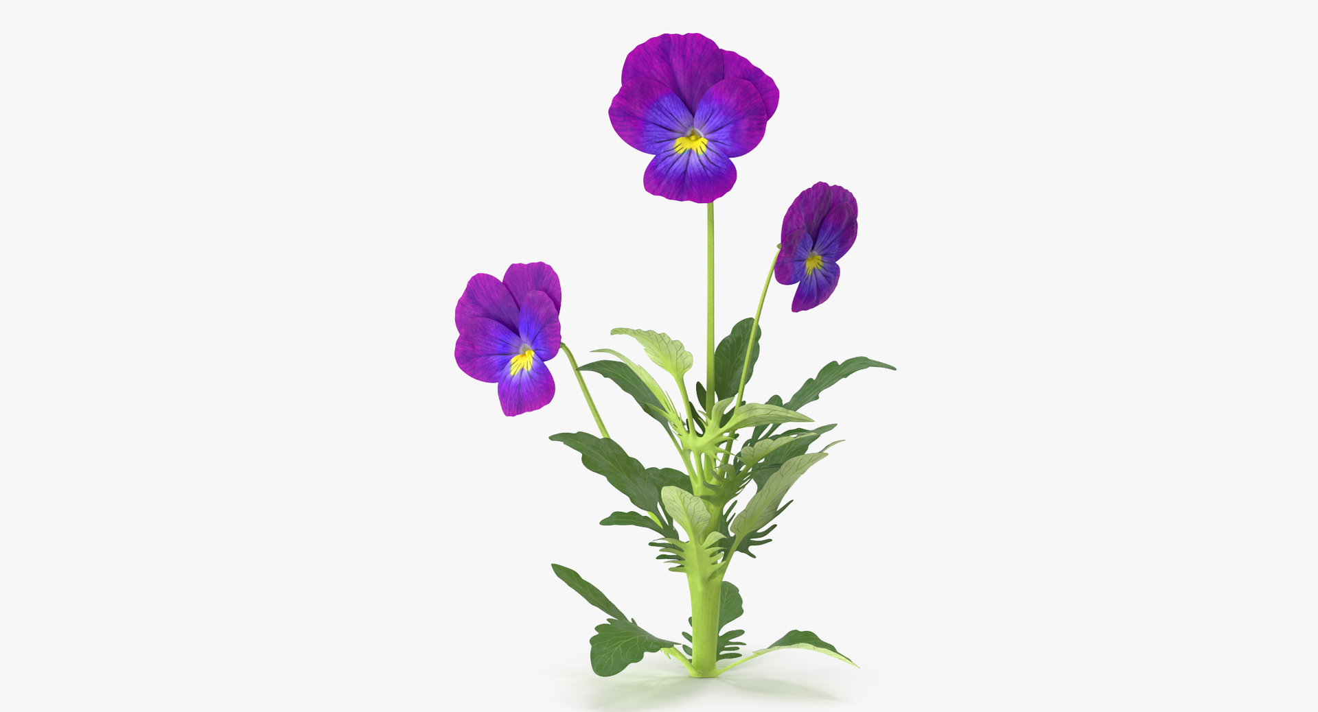 flowers 02 - 149 3D model https://p.turbosquid.com/ts-thumb/22/Fukx41/z0D0mFIS/0000/jpg/1564661894/1920x1080/turn_fit_q99/5295d6abb769625a995ebae6511cd6a720a696d0/0000-1.jpg