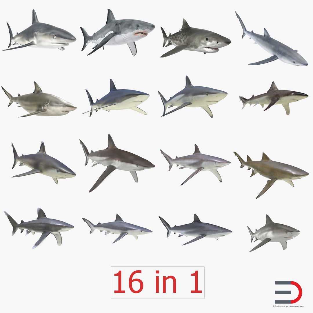 Sharks Collection 2 3D model preview