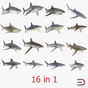 Sharks Collection 2