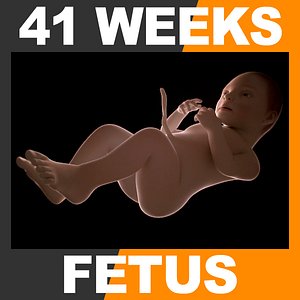 3d 41 weeks human fetus