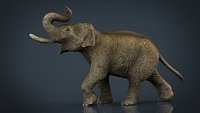 Asian Elephant