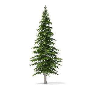 3D fir tree 4 5m