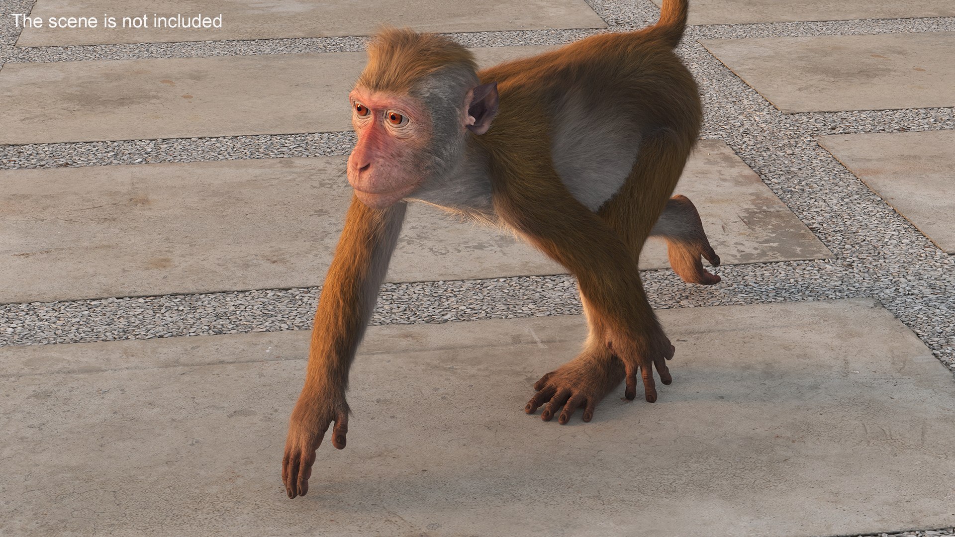 3D Brown Rhesus Macaque Walking Fur for Cinema 4D model https://p.turbosquid.com/ts-thumb/23/CEYvcz/QF/brown_rhesus_macaque_walking_fur_003/jpg/1760775939/1920x1080/fit_q87/fbf3aca37de0f1bb8737a8f19f228f8a6f945cae/brown_rhesus_macaque_walking_fur_003.jpg
