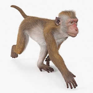 Brown Rhesus Macaque Walking Fur for Cinema 4D