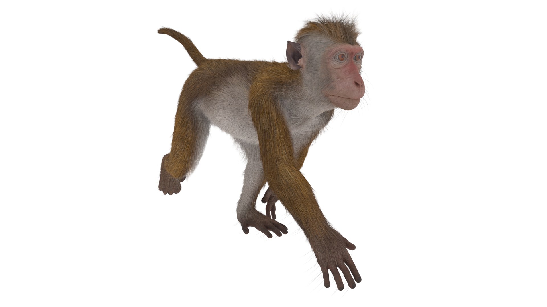 3D Brown Rhesus Macaque Walking Fur for Cinema 4D model https://p.turbosquid.com/ts-thumb/23/CEYvcz/zZ/brown_rhesus_macaque_walking_fur_for_cinema_4d_1001/jpg/1760775977/1920x1080/fit_q87/530db67b6b625cb456025355721b933589cb3f5f/brown_rhesus_macaque_walking_fur_for_cinema_4d_1001.jpg
