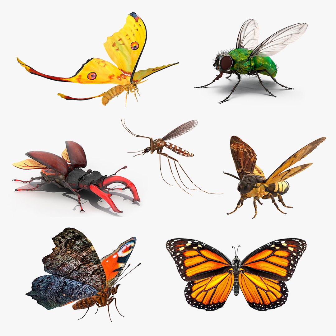 Rigged Flying Insects Collection 2 3D model preview