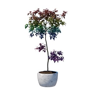 Rainbow Plant