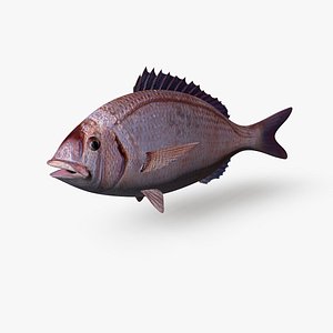 sea bream 3d c4d
