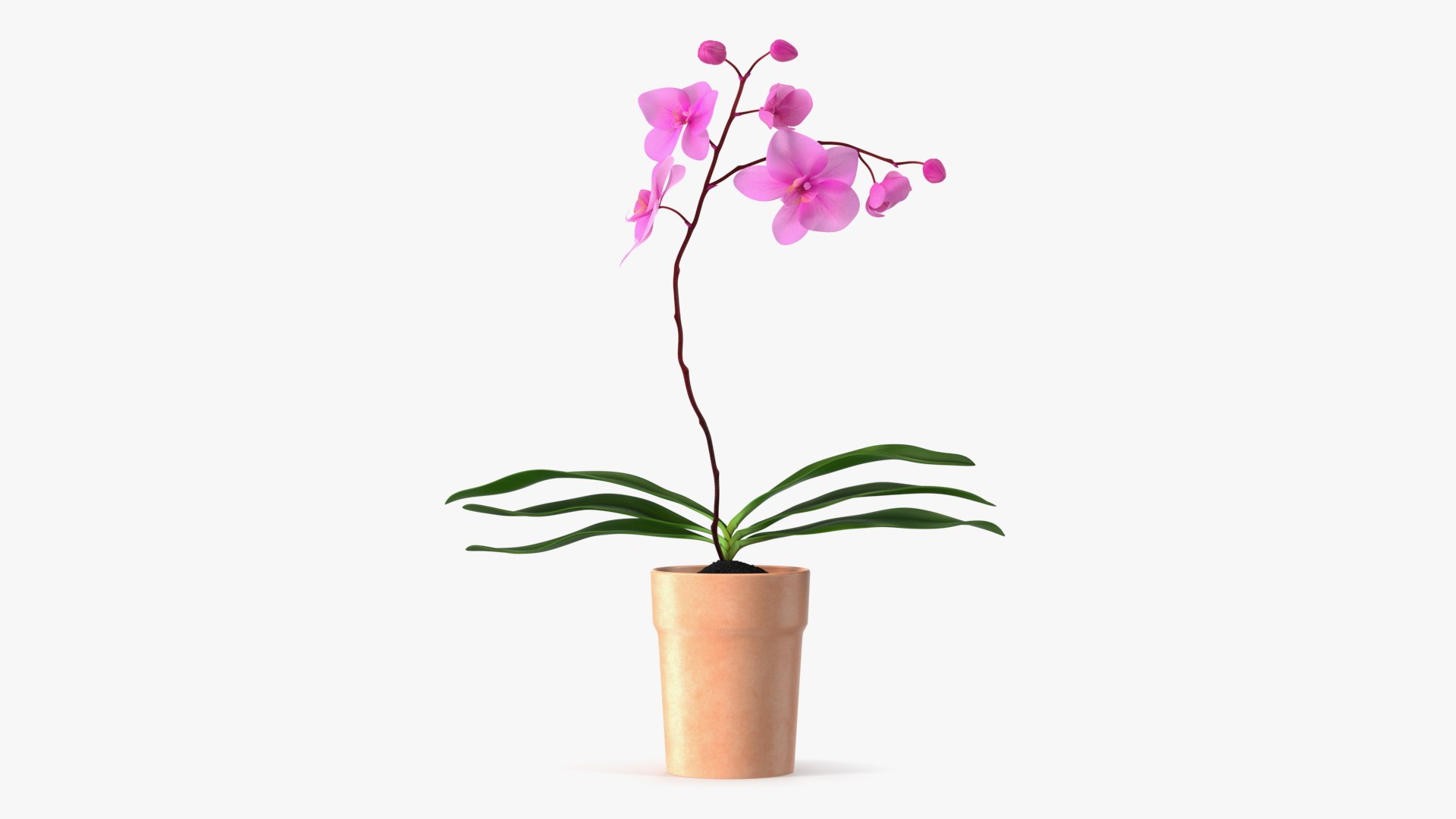 Clay Pot with Pink Orchid 3D model preview