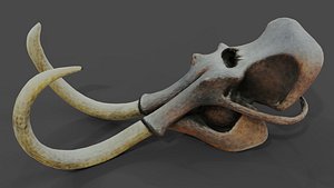 3D model Mammoth Skull
