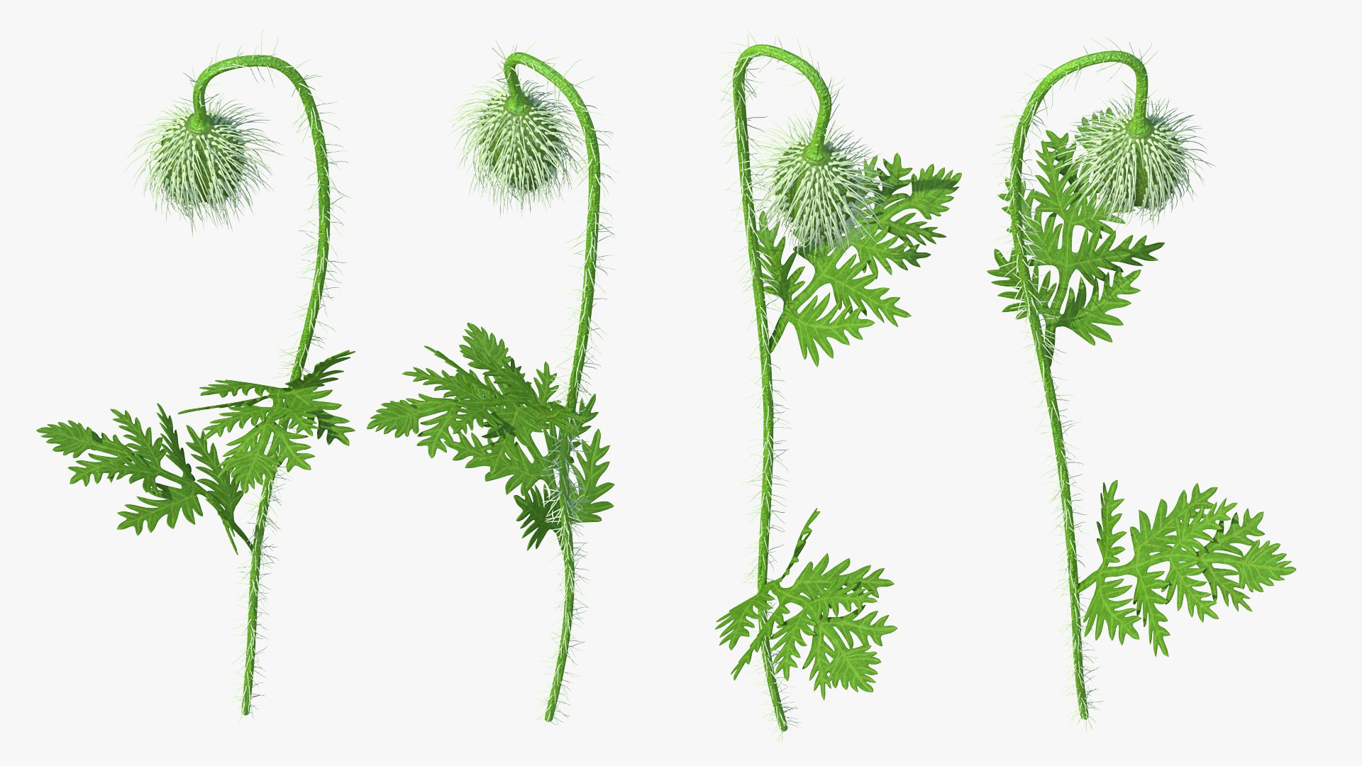 Young Poppy Flower Bud 3D model preview