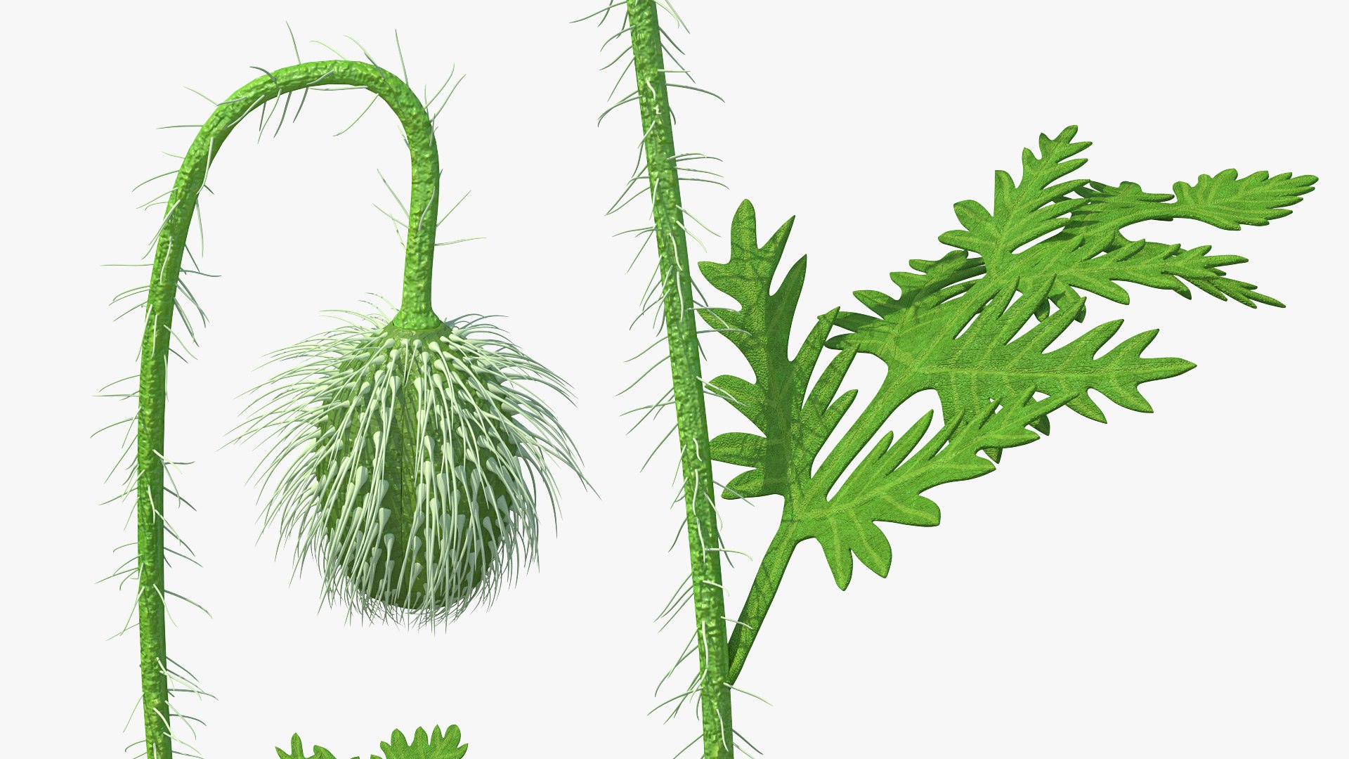 young poppy flower bud 3D model https://p.turbosquid.com/ts-thumb/23/bN73No/BykFRkko/youngpoppyflowerbudmb3dmodel006/jpg/1592951631/1920x1080/fit_q87/580563835a0c0d7355a9f087a38b9f90bd4847c9/youngpoppyflowerbudmb3dmodel006.jpg