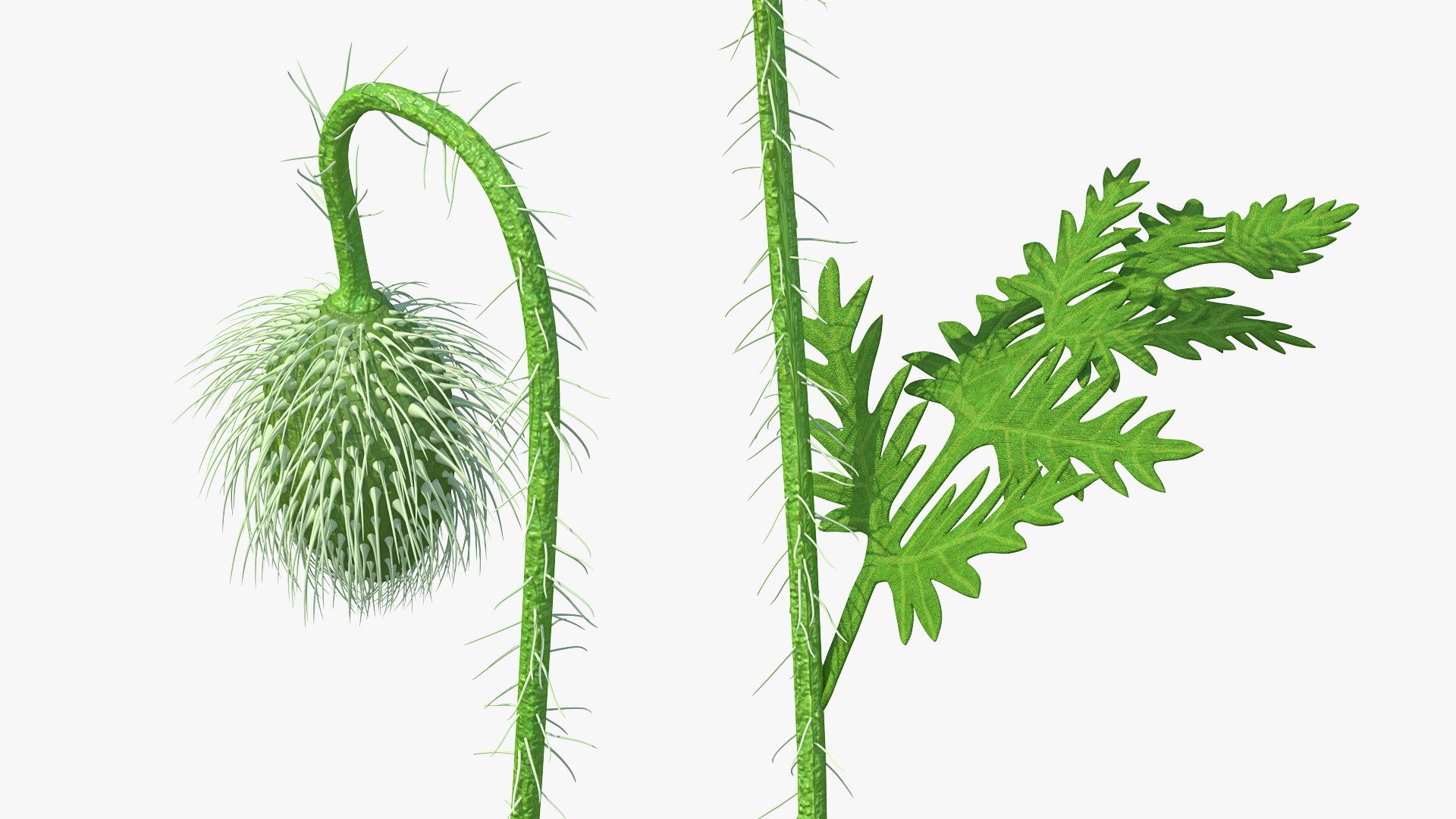 young poppy flower bud 3D model https://p.turbosquid.com/ts-thumb/23/bN73No/Xdecn2bq/youngpoppyflowerbudmb3dmodel005/jpg/1592951622/1920x1080/fit_q87/bbc7bed4fa0ed868c392bda8471f343d5690a6fb/youngpoppyflowerbudmb3dmodel005.jpg