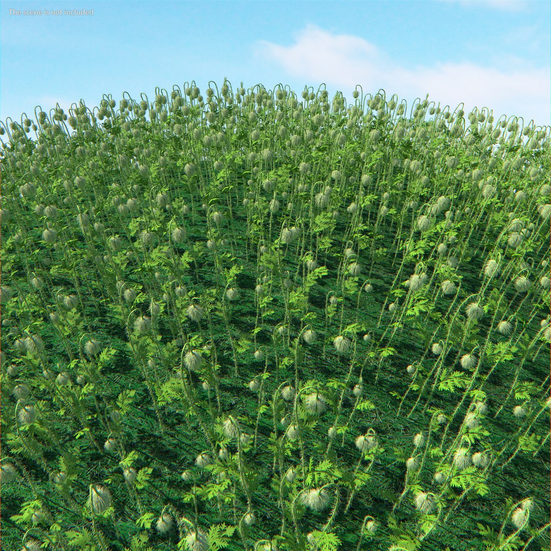 young poppy flower bud 3D model https://p.turbosquid.com/ts-thumb/23/bN73No/cXNG1QRM/youngpoppyflowerbudmb3dmodel003/jpg/1592951600/1920x1080/fit_q87/897a6bef64468e0a8fe8144451050f2d5406eaba/youngpoppyflowerbudmb3dmodel003.jpg
