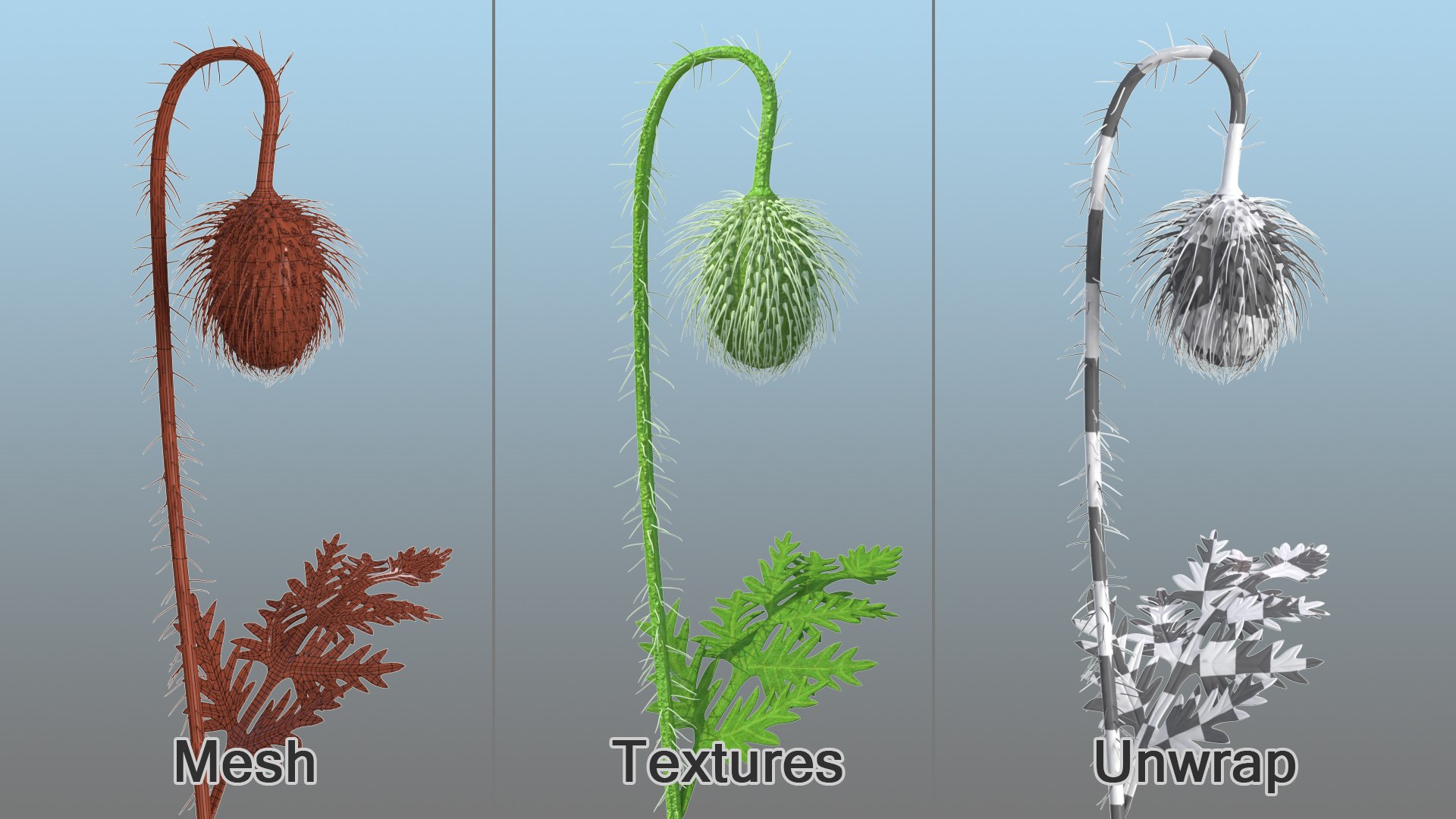 young poppy flower bud 3D model https://p.turbosquid.com/ts-thumb/23/bN73No/dJYTkgOm/youngpoppyflowerbudmb3dmodel007/jpg/1592951639/1920x1080/fit_q87/a7914776d651eeb3941b95eb98891482a4978703/youngpoppyflowerbudmb3dmodel007.jpg
