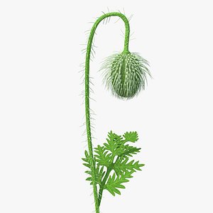 Young Poppy Flower Bud